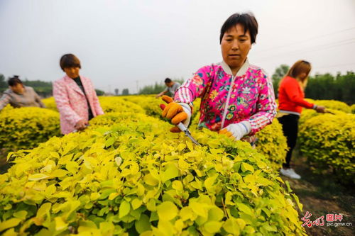 河北遵化 景觀苗木錢(qián)景廣闊，樹(shù)木種植經(jīng)營(yíng)大有可為