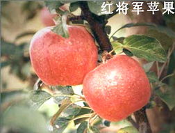 綠色健康，品質之選——泰安市國富苗木種植經銷合作社農副產品展示