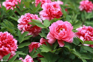 國(guó)花之問 從牡丹推薦看盆景種植的民間智慧