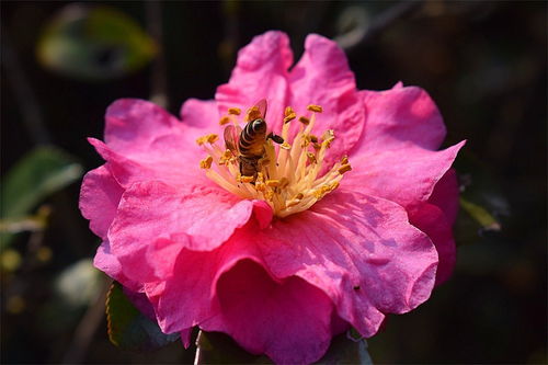 花卉盆景 方寸之間的自然藝術(shù)